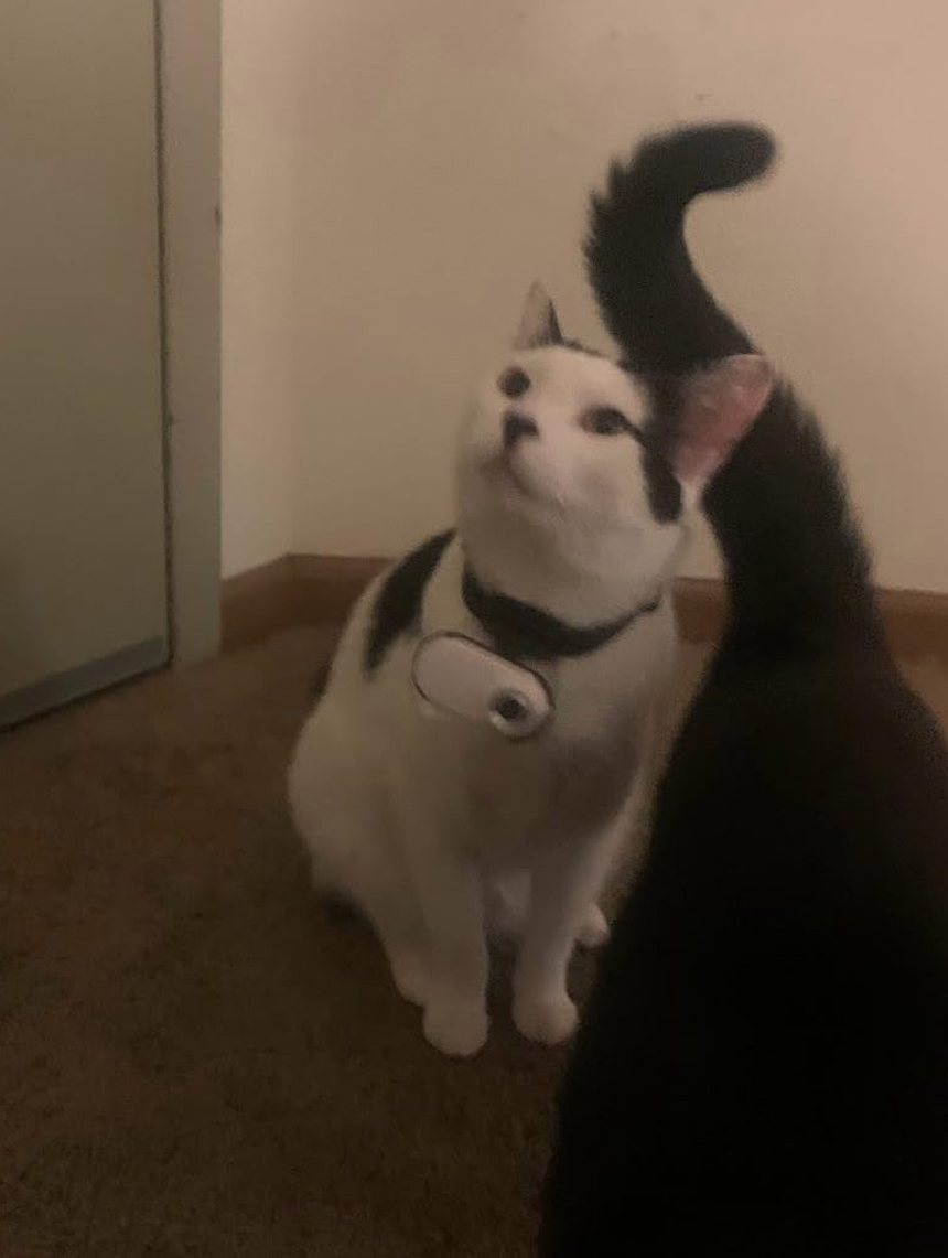pawparazii-img-27