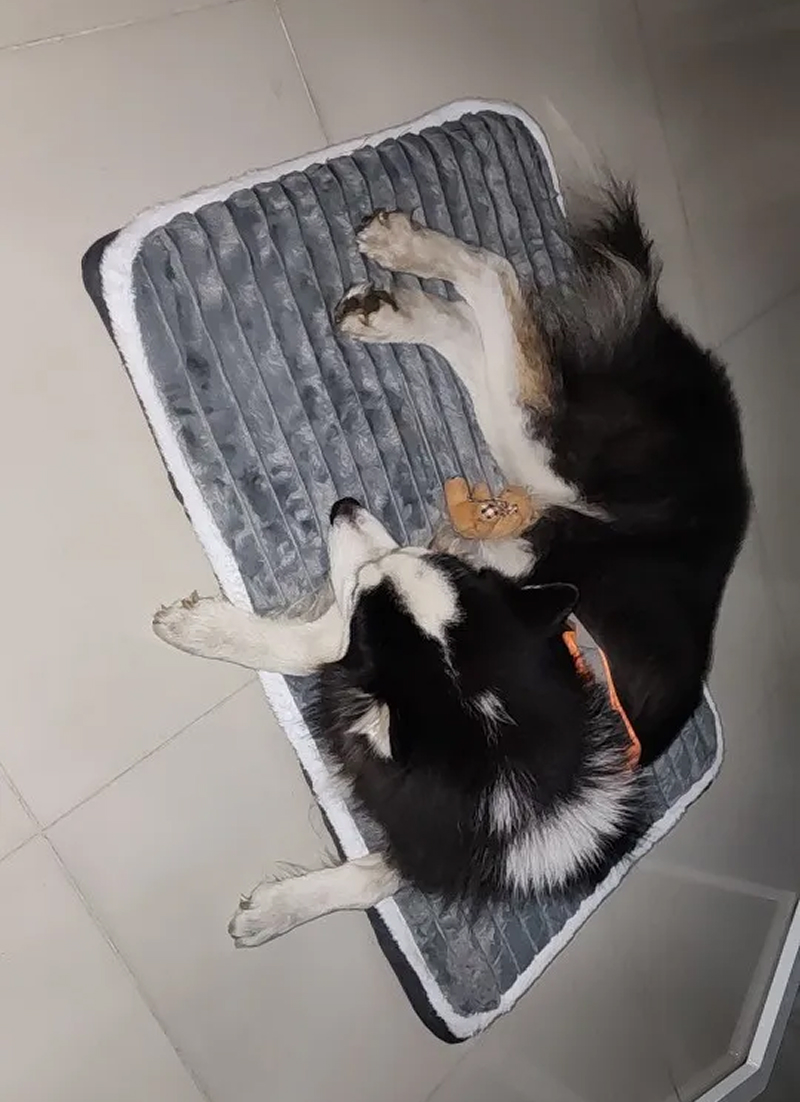 cushy-wofie-img-26